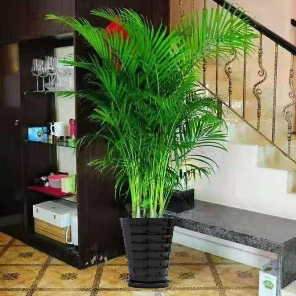 Dypsis lutescens indoor living room large green plants home decoration