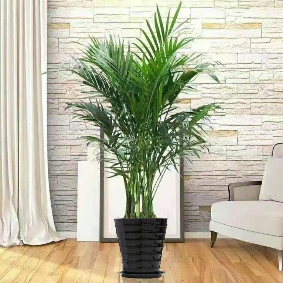 Dypsis lutescens indoor living room large green plants home decoration