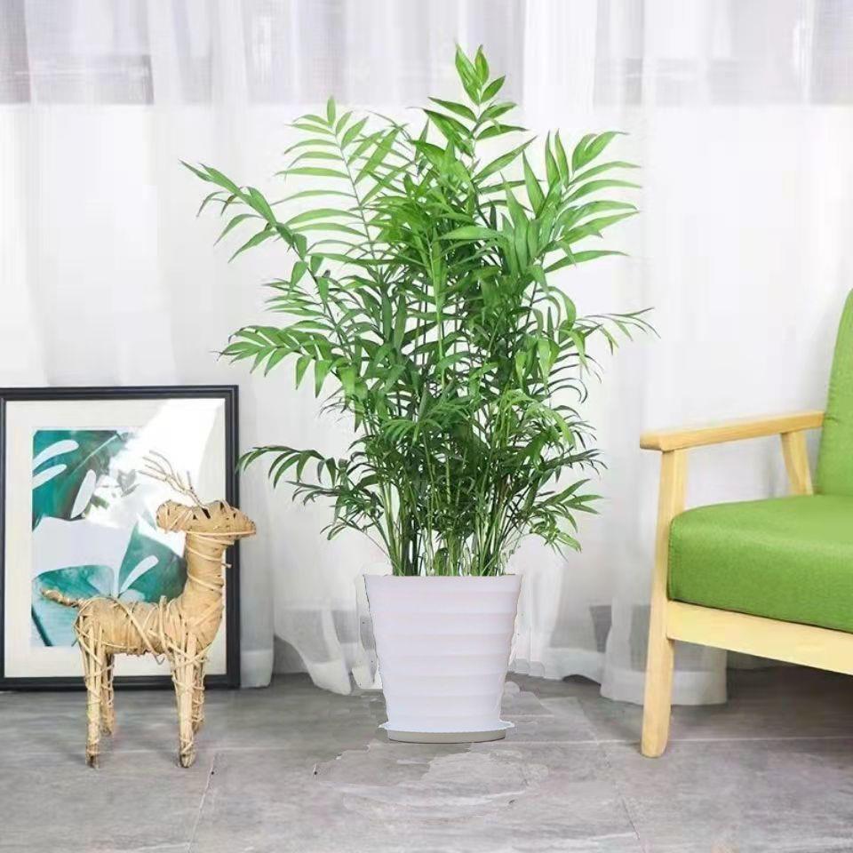 Dypsis lutescens indoor living room large green plants home decoration