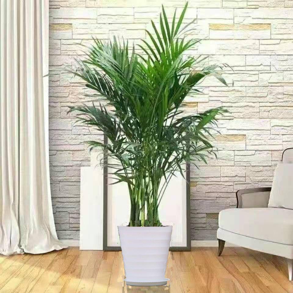 Dypsis lutescens indoor living room large green plants home decoration