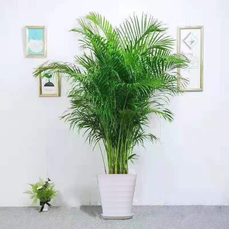 Dypsis lutescens indoor living room large green plants home decoration