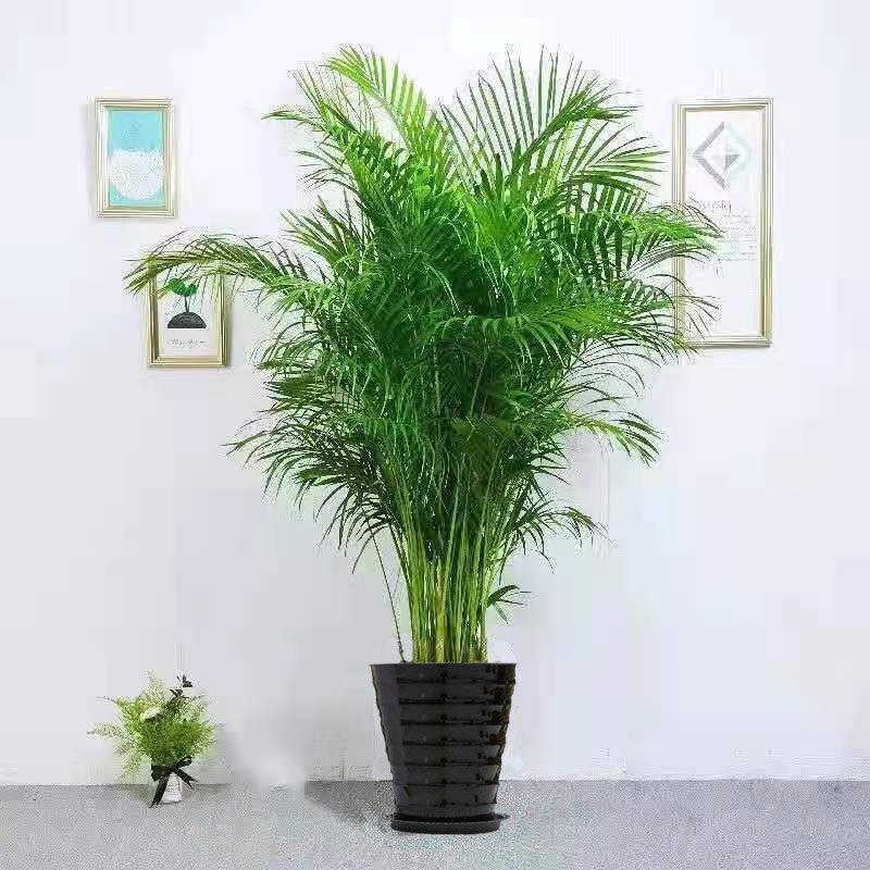 Dypsis lutescens indoor living room large green plants home decoration